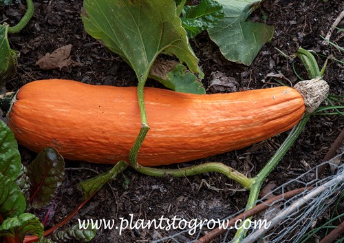 Gete Okosomin (Cucurbita maxima) 
This was at least 24 inche long